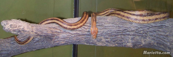 Discovery Center Snake Habitat