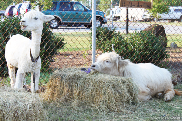 Cobb County Rodeo