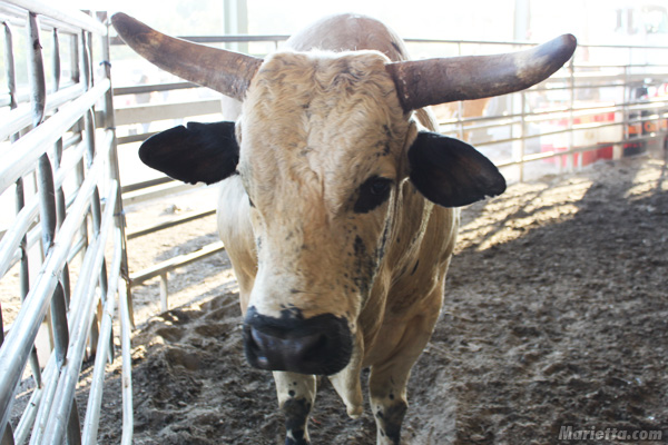 Cobb County Rodeo