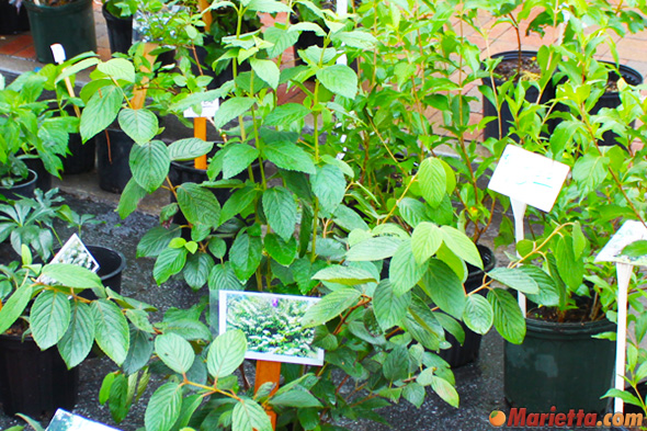 variety of fresh herbs and other plants